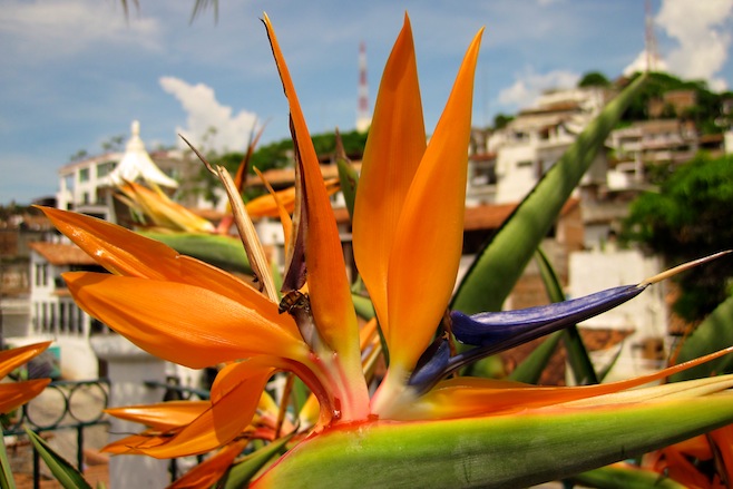 Bird of Paradise